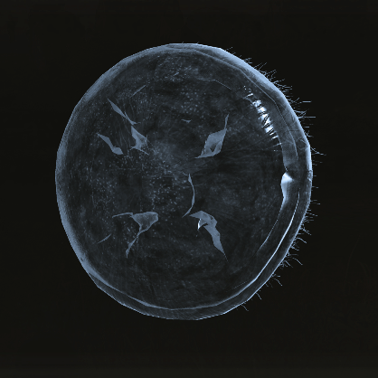 Jellyfish Shield