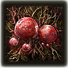 scarlet rot
